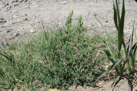 Halogeton (Halogeton glomeratus)